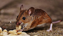 24 Hour & Emergency Exterminators in Rockhouse, KY